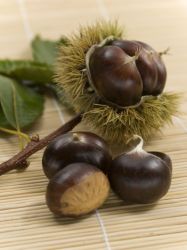 Marone / Esskastanie / Edelkastanie - Castanea sativa