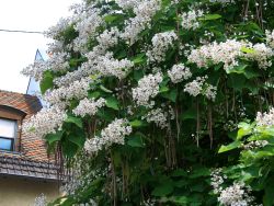 Trompetenbaum - Catalpa bignonioides