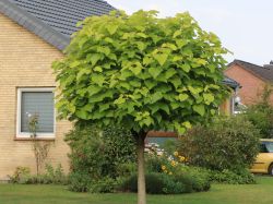 Kugeltrompetenbaum 'Nana' auf Stamm - Catalpa bignonioides 'Nana' Stamm