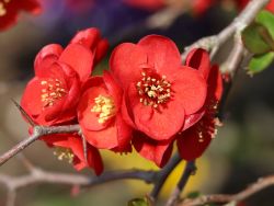 Zierquitte 'Crimson and Gold' - Chaenomeles 'Crimson and Gold'