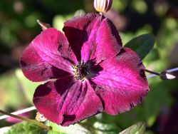 Clematis 'Royal Velours' - Clematis viticella 'Royal Velours'