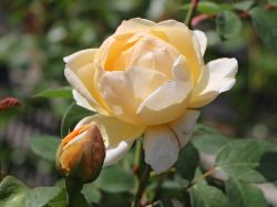 Englische Rose 'Jude The Obscure' � - Rosa 'Jude The Obscure' �
