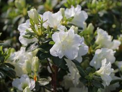 Japanische Azalee 'Schneeperle' � - Rhododendron obtusum 'Schneeperle' �