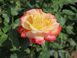 Edelrose Speelwark 13,80 Euro/St�ck