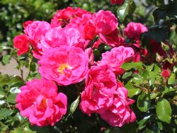 Bodendeckerrose 'G�rtnerfreude' � / 'Toscana' � - Rosa 'G�rtnerfreude' � / 'Toscana' �