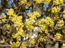 Kornelkirsche - Cornus mas