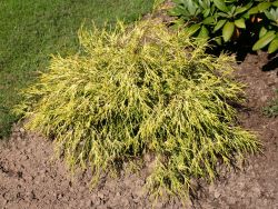 Fadenzypresse 'Sungold' / Gelbe Zwergfadenzypresse - Chamaecyparis pisifera 'Filifera Sungold'