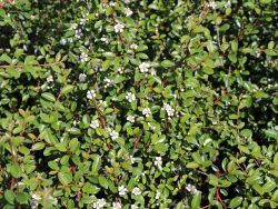 Teppichmispel / Zwergmispel 'Coral Beauty' - Cotoneaster dammeri 'Coral Beauty'
