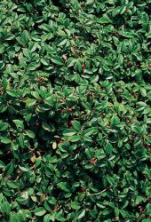 Teppichmispel, Kriechmispel radicans - Cotoneaster dammeri var. radicans