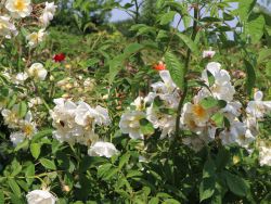 Ramblerrose 'Lykkefund' - Rosa 'Lykkefund'