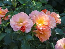 Beetrose 'Aprikola' � - Rosa 'Aprikola' �