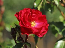 Beetrose 'Rotilia' � - Rosa 'Rotilia' �
