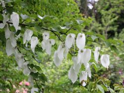 Taschentuchbaum / Taubenbaum - Davidia involucrata var. vilmoriniana