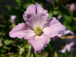 Clematis 'Entel' - Clematis viticella 'Entel'