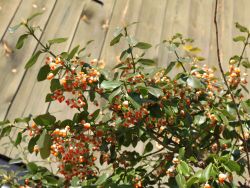 Kletternde Kriechspindel 'Vegetus' - Euonymus fortunei 'Vegetus'
