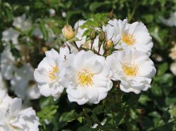 Bodendeckerrose 'Diamant' � - Rosa 'Diamant' �