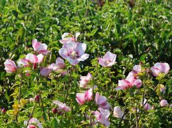 Garteneibisch 'Hamabo' - Hibiscus syriacus 'Hamabo'