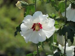 Garteneibisch 'Red Heart' - Hibiscus syriacus 'Red Heart'