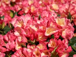Rhododendron 'Barbarella' - Rhododendron yakushimanum 'Barbarella'