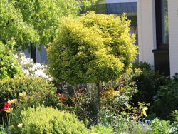 Goldliguster auf Stamm - Ligustrum ovalifolium 'Aureum' Stamm