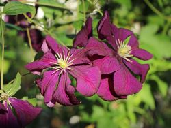 Clematis 'Etoile Violett' - Clematis viticella 'Etoile Violett'