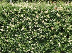 Liguster vulgare / Gemeiner Liguster - Ligustrum vulgare