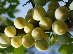 Pflaume 'Ontariopflaume' - Prunus 'Ontariopflaume'