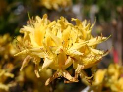 Laubabwerfende Azalee pontica/flavum, 30 - 40 cm St�ck nur 12,00 Euro