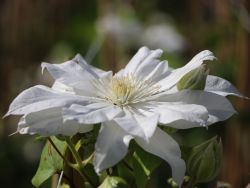 Clematis 'Arctic Queen' TM Evitwo (N) - Clematis 'Arctic Queen' TM Evitwo (N)