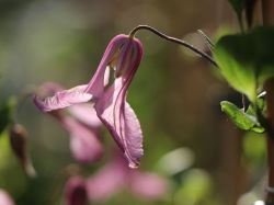 Clematis 'Aljonushka' - Clematis integrifolia 'Aljonushka'