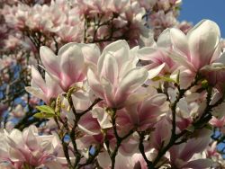 Tulpenmagnolie - Magnolia soulangiana ab 14,0 Euro/Stück