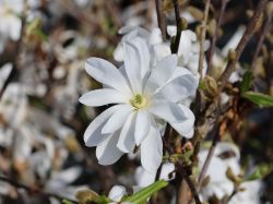 Sternmagnolie - Magnolia stellata
