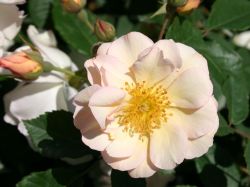 Historische Rose 'Penelope' - Rosa 'Penelope'