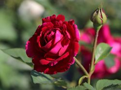 Englische Rose 'Falstaff' � - Rosa 'Falstaff' �