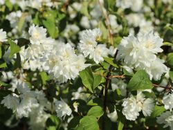 Gef�llter Gartenjasmin / Pfeifenstrauch 'Schneesturm' - Philadelphus 'Schneesturm'