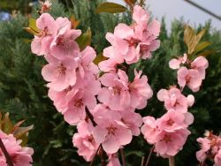 Zierpfirsich 'Spring Glory' auf Stamm - Prunus persica 'Spring Glory' Stamm
