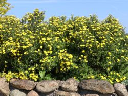 Fingerstrauch  'Goldteppich' /  'Goldkissen' - Potentilla 'Goldteppich' / 'Goldkissen'