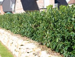 Gro�bl�ttrige Kirschlorbeer / Lorbeerkirsche 'Schipkaensis Macrophylla' - Prunus laurocerasus 'Schipkaensis Macrophylla'