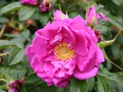 Bodendeckerrose 'Smart Roadrunner' � - Rosa 'Smart Roadrunner' �