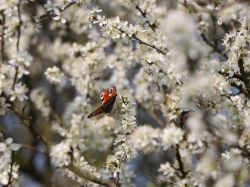 Schlehe / Schwarzdorn - Prunus spinosa