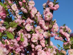 Mandelbaum / Mandelb�umchen St�mmchen - Prunus triloba