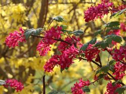 Blutjohannisbeere  'King Edward VII' / Zierjohannisbeere 'King Edward VII' - Ribes sanguineum 'King Edward VII'