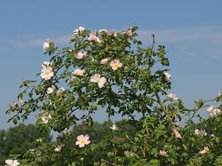 Rosa canina hier bestellbar