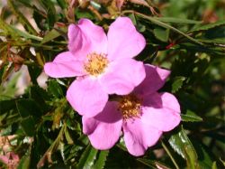 Rosa nitida Foto Horstmann hier bestellbar