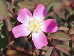 Rosa glauca Foto Horstmann hier bestellbar
