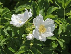 Wei�e Apfelrose /- Kartoffelrose /- Hagebutte - Rosa rugosa 'Alba'