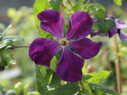 Clematis 'Blue Belle' - Clematis viticella 'Blue Belle'