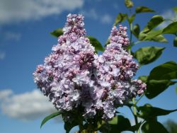 Edelflieder 'Michel Buchner'