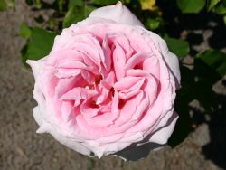 Edelrose 'Frederic Mistral' � - Rosa 'Frederic Mistral' �