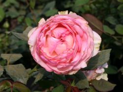 Edelrose 'Honore de Balzac' � - Rosa 'Honore de Balzac' �